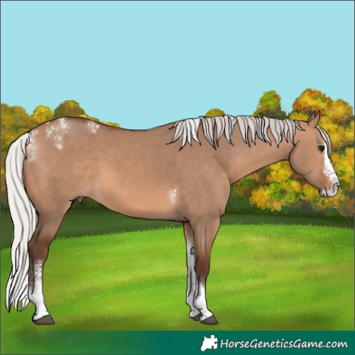 Horse Color:Powder White Silver Brown Dun Splash Tobiano