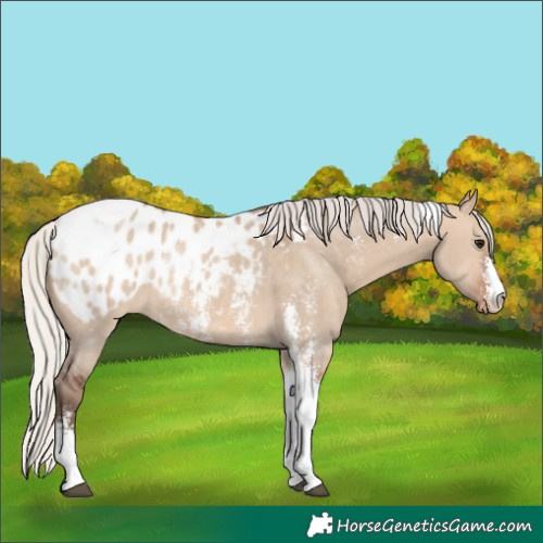 Horse Color:Silver Brown Dun Sabino Tobiano Appaloosa 