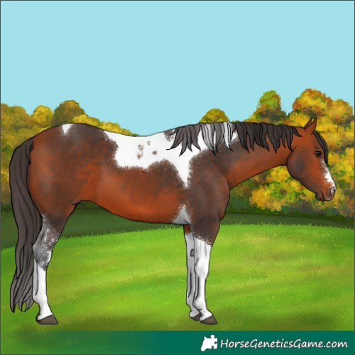 Horse Color:Bay Tobiano 
