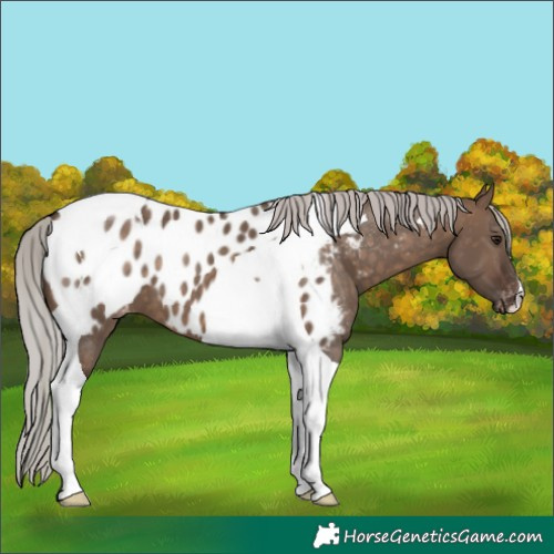 Horse Color:Silver Brown Dun Tobiano Appaloosa