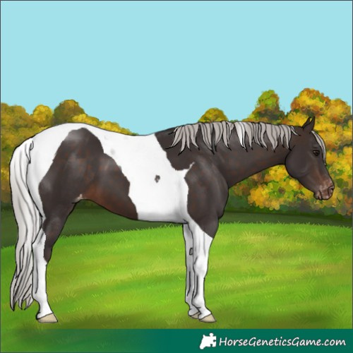 Horse Color:Silver Brown Tobiano Appaloosa 