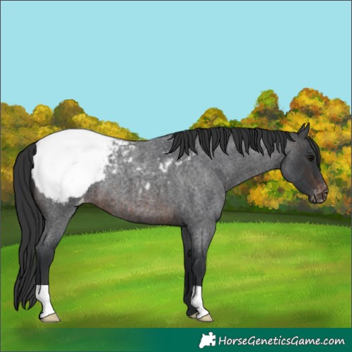 Horse Color:Brown Roan Appaloosa 