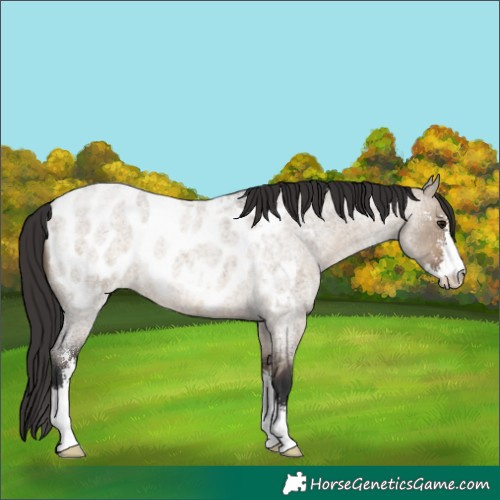 Horse Color:Brown Roan Dun Sabino Appaloosa