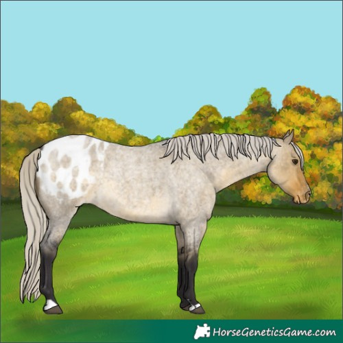 Horse Color:Silver Buckskin Roan Dun Appaloosa