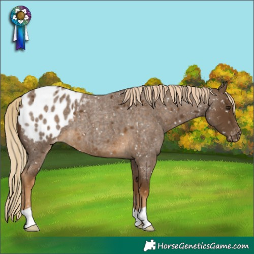 Horse Color:Chocolate Palomino Roan Appaloosa 