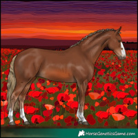 Horse Color:Chestnut 