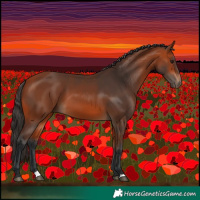 Horse Color:Bay 