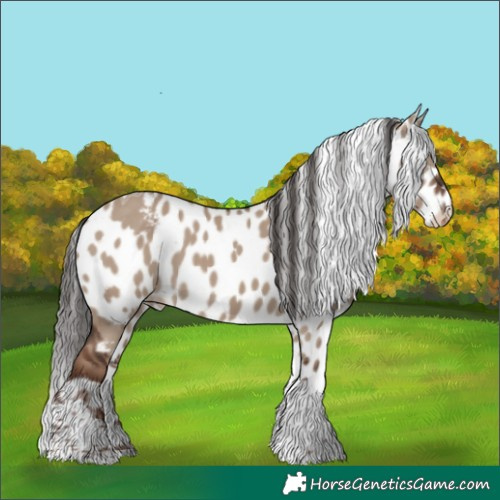 Horse Color:Liver Red Dun Tobiano Skewed Appaloosa 