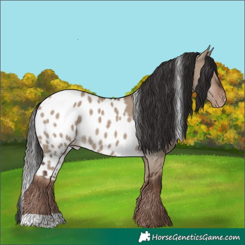 Horse Color:Liver Red Dun Skewed Appaloosa