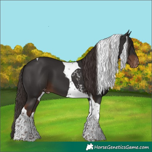 Horse Color:Liver Chestnut Tobiano Skewed Appaloosa 