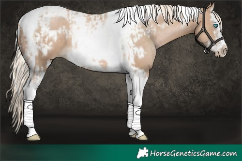 Horse Color:Chocolate Palomino Pearl Tobiano Frame  and Chocolate Palomino Pearl Splash Tobiano Frame 
