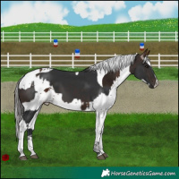 Horse Color:Brown Tobiano and Gray Bay Splash Tobiano