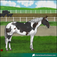 Horse Color:Brown Tobiano  and Gray Bay Splash Tobiano 
