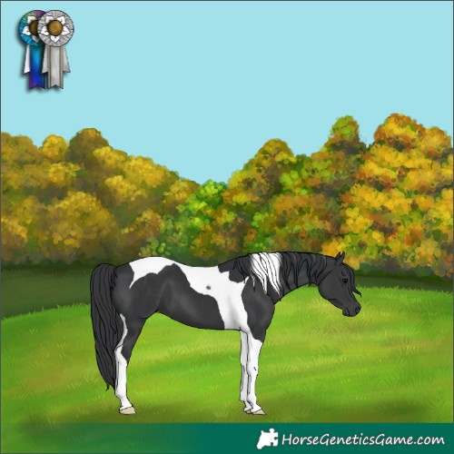Horse Color:Black Tobiano 