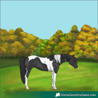 Horse Color:Black Tobiano