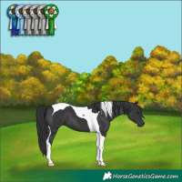 Horse Color:Black Tobiano 