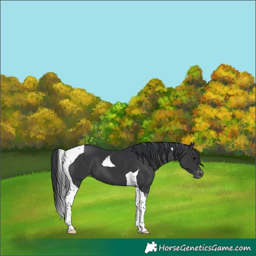 Horse Color:Black Tobiano Appaloosa