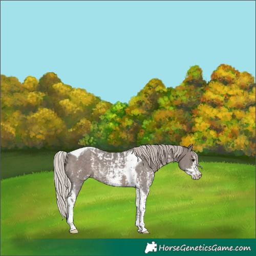 Horse Color:Silver Black Sabino Tobiano Appaloosa  and Silver Black Sabino Tobiano Appaloosa 