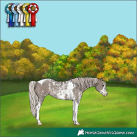 Horse Color:Silver Black Sabino Tobiano Varnish  and Silver Black Sabino Tobiano Varnish 