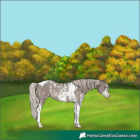 Horse Color:Silver Black Sabino Tobiano Appaloosa  and Silver Black Sabino Tobiano Appaloosa 