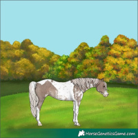 Horse Color:Silver Black Sabino Tobiano Appaloosa