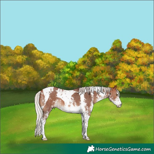Horse Color:Silver Brown Sabino Tobiano