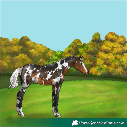 Horse Color:Gray White Spotted Silver Buckskin 