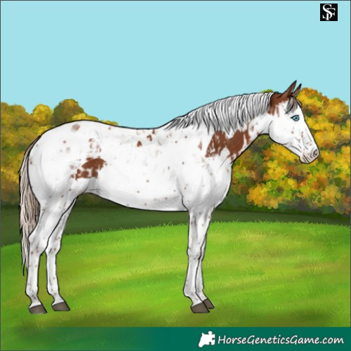 Horse Color:Chestnut Splash Tobiano and Chestnut Splash Tobiano Rabicano