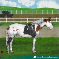 Horse Color:Brown Tobiano and Chestnut Splash Tobiano Rabicano