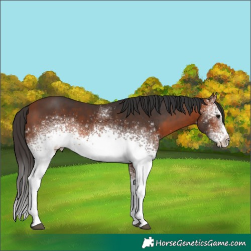 Horse Color:White Spotted Bay 
