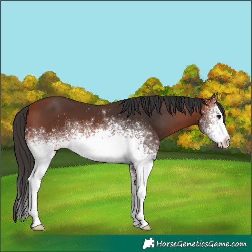 Horse Color:White Spotted Bay