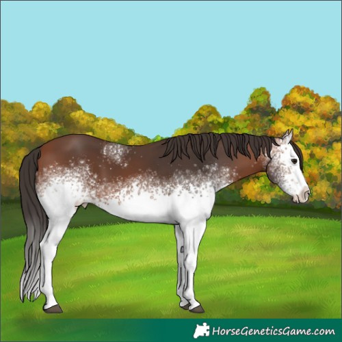 Horse Color:White Spotted Bay 
