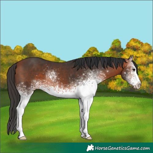 Horse Color:White Spotted Bay