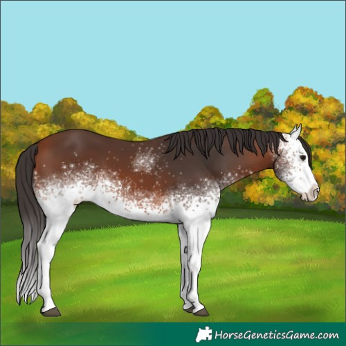 Horse Color:White Spotted Bay 