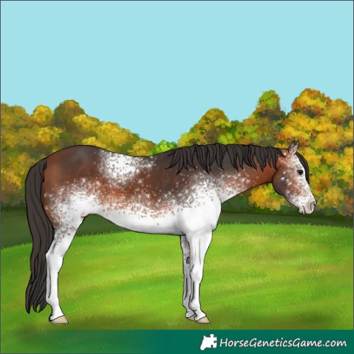 Horse Color:White Spotted Bay 