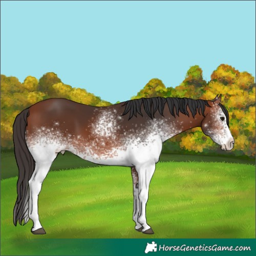 Horse Color:White Spotted Bay 