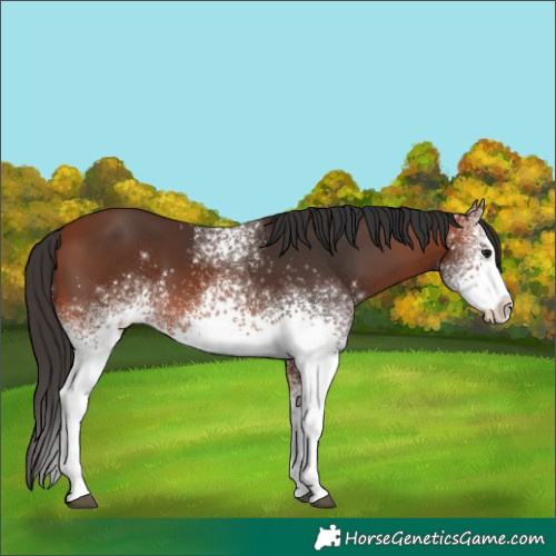 Horse Color:White Spotted Bay 