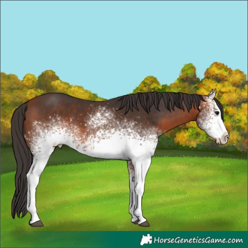 Horse Color:White Spotted Bay 