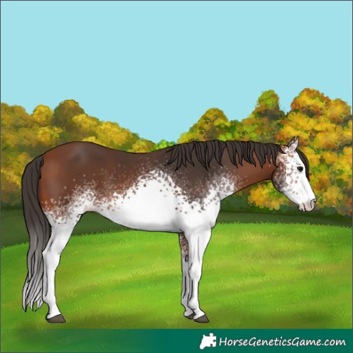 Horse Color:White Spotted Bay 