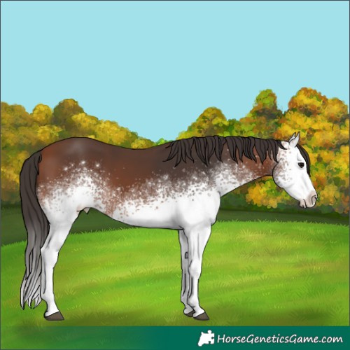 Horse Color:White Spotted Bay