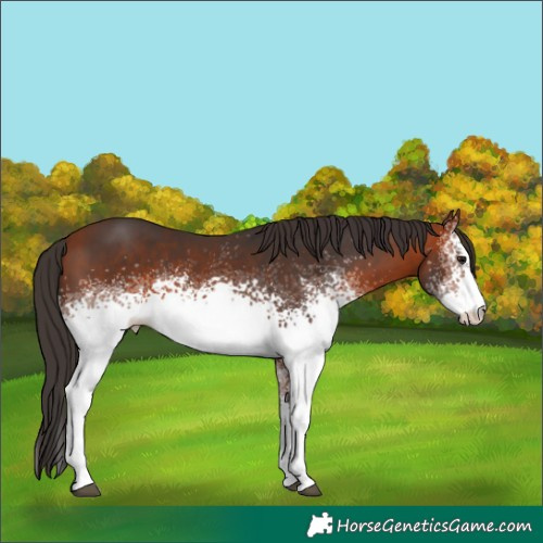 Horse Color:White Spotted Bay