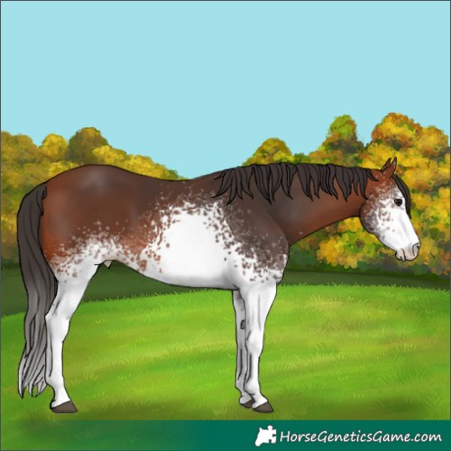 Horse Color:White Spotted Bay 