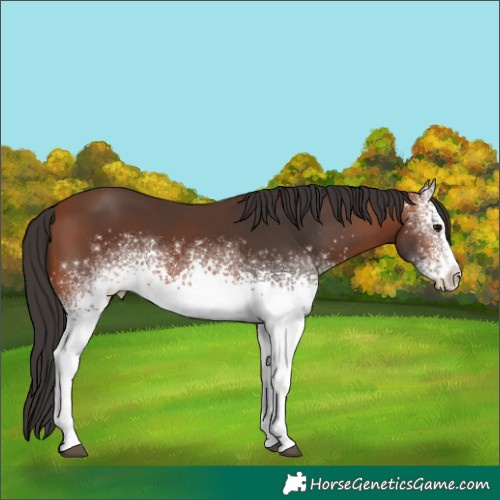 Horse Color:White Spotted Bay