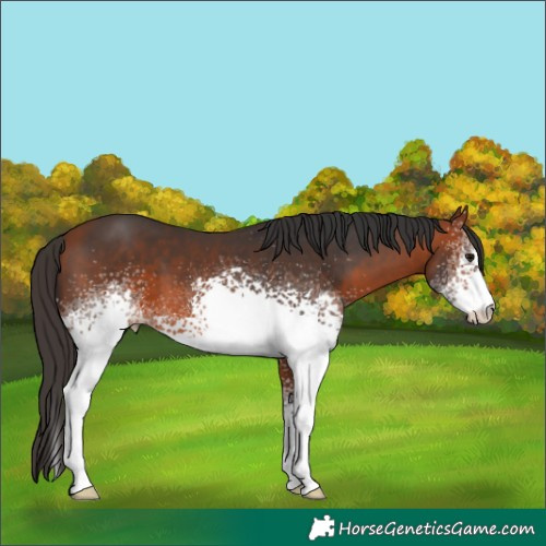Horse Color:White Spotted Bay 