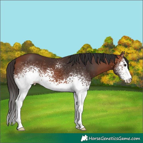 Horse Color:White Spotted Bay Sabino 