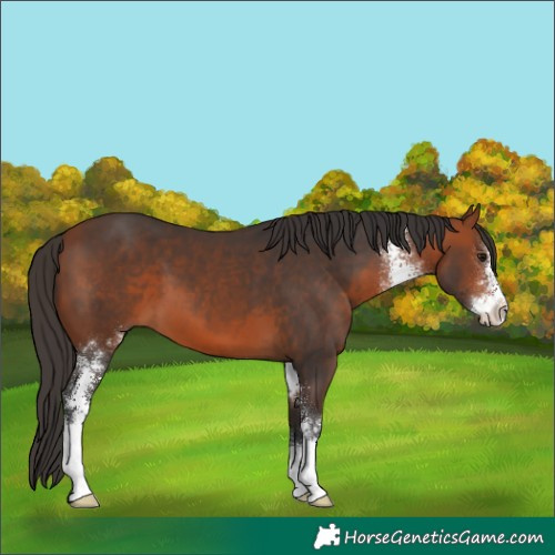 Horse Color:Bay Sabino 