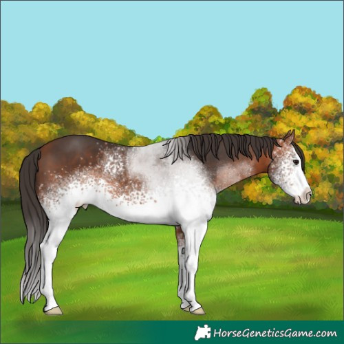 Horse Color:White Spotted Bay Sabino