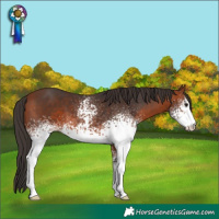 Horse Color:White Spotted Bay