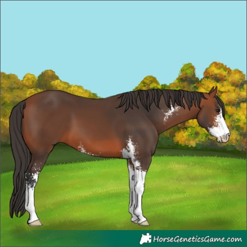 Horse Color:Bay Sabino