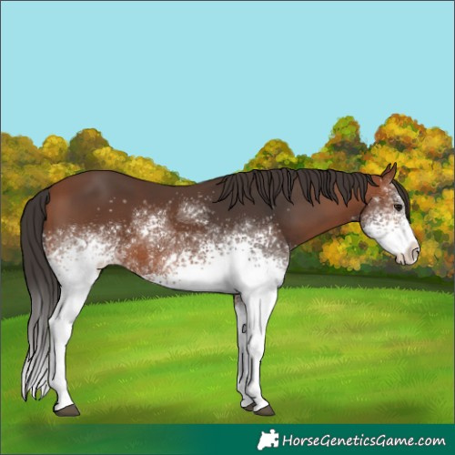 Horse Color:White Spotted Bay 